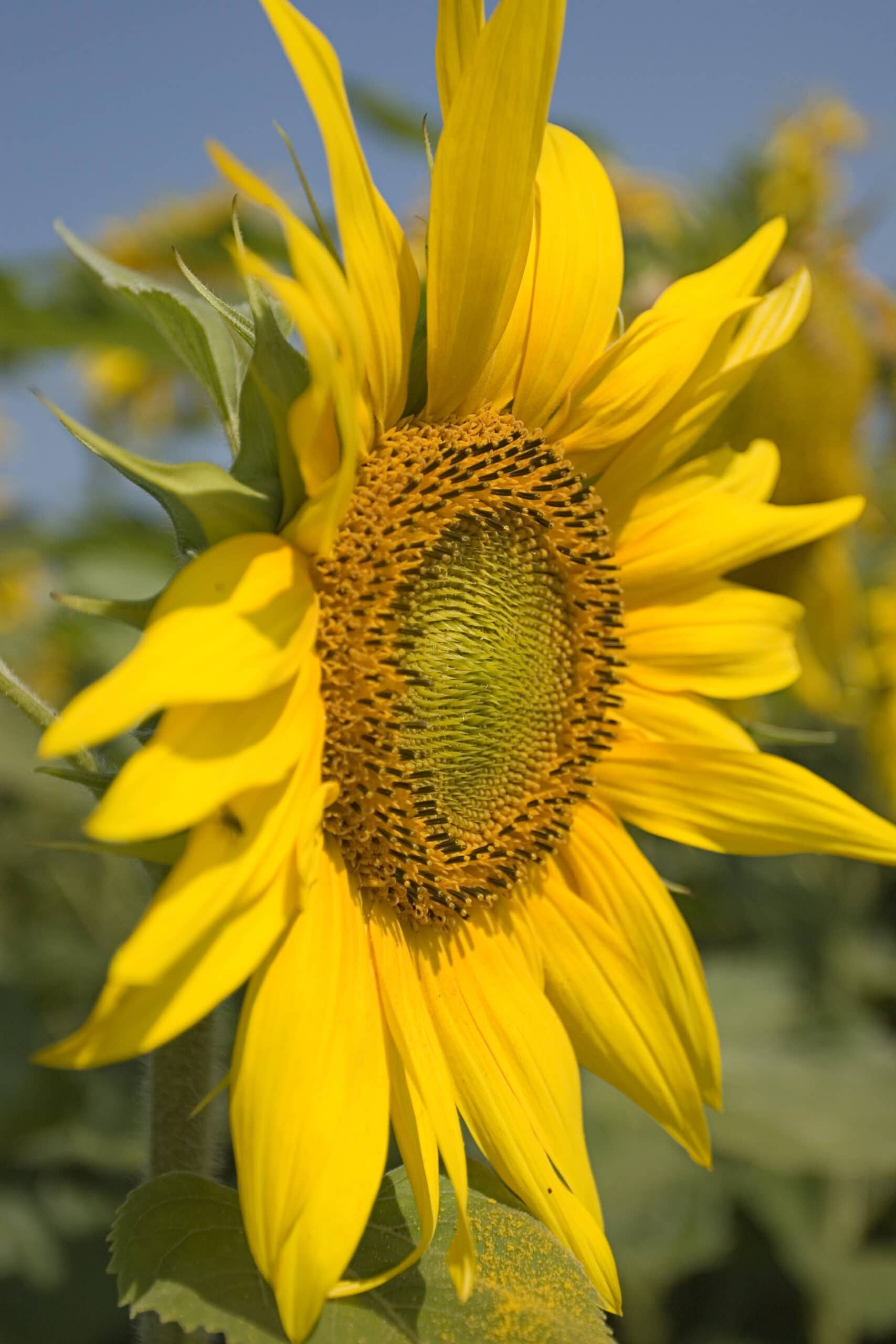 Sunflower